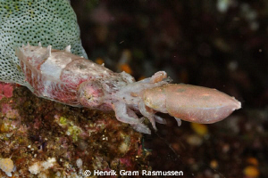 Mating Cuttlefish by Henrik Gram Rasmussen 